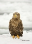 White-tailed-Eagle;White-tailed-Sea-Eagle;Sea-Eagle;Haliaeetus-albicilla;Japan;b